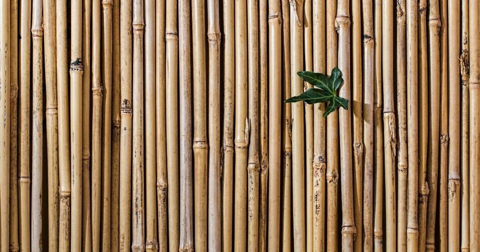 SUSTAINABLE MATERIALS: DISCOVER BAMBOO