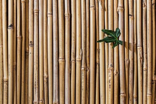 SUSTAINABLE MATERIALS: DISCOVER BAMBOO